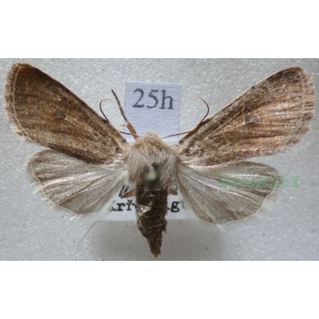 Agrochola laevis (Hübner, 1803) Czech25h